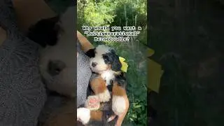 Shortly put, Multigens are very low to non-shedding, and very color-rich! 🐶💕 #puppy #puppies #cute