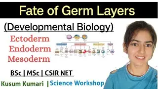 Fate of Germ Layers | Ectoderm , Endoderm , Mesoderm | Developmental Bio | Kusum | Science Workshop