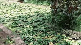 جولة في الحدائق العجيبة بسلا بوقنادل