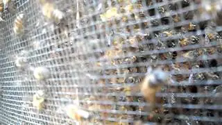Katy Bee Removal 3-14-12