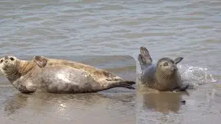 zeehonden aan de westelijke strekdam  in oostende