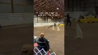 Agility Master Jumper 26/10/2025 #agility #agilitydog #dogsports #dogsport