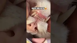 Cute cat teeth #teeth #cat #pet #catlover #cute #shortvideo #shortsvideo #shorts #love #kawaii
