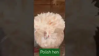 Golden polish  hen#youtubeshorts #henlove #henslover #henchicken# viralshorts ##