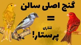 «قناری پرستار چیست و چرا بدون آن پرورش شکست می‌خورد؟»