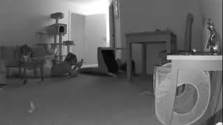 This Cat Knows How to Do It for the Gram | CCTV Footage