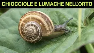 STOP alle LUMACHE su cavoli e lattughe! Fosfato ferrico: cos'è e come si usa!