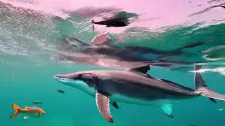 Whales are fully aquatic