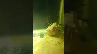 Выловил всех мальков юлидохромисов