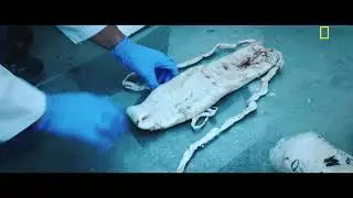 Sea of Shadows clip: Totoaba swim bladders
