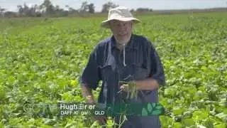 GCTV16: Extension Files - Mungbean IPM at Pod Fill