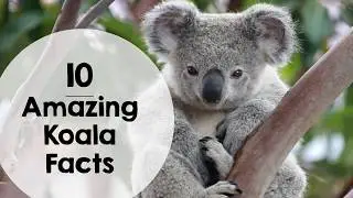 Koala Facts for Kids &ndash; Informational Writing & Australian Animals
