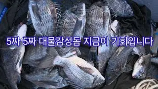 5짜5짜감성돔들이 깨작 깨작하면 사정없이챔질해야한다