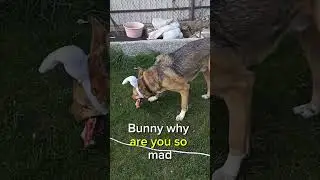 Bunny Ears and Bone The Funniest Guard Dog Ever! #short #shorts
