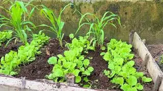 Daily Life In My Home_Fetilizers To  Vegetables_Add Dry Earthworm _Spray Fertilizers Water_Container