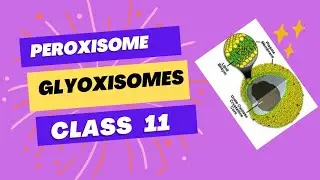 Peroxisome and Glyoxisomes  | Function | Class 11 | First chapter | Explain in Urdu