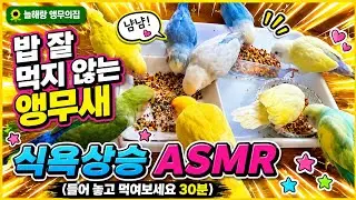 🌻밥 잘 먹지 않는 앵무새에게 틀어 주세요(ASMR)#앵무새 #parrot #birds #편식 #asmr #맛있는 #늘해랑