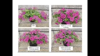 2021 UConn Bedding Plant Meeting: Effective Use of Plant Growth Regulators