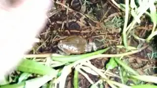 Frog catching at night in the rice field. #provincelife #frog 