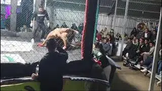 #mma #artesmarcialesmixtas #fight  Jimmy Ucles vrs Manuel Bulnes
