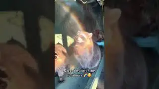 Adorable racoonioos catching the rainbow with prvnci