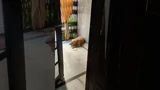 Cute Golden retriever playing #2 | Steve and sparkle|Golden retriever