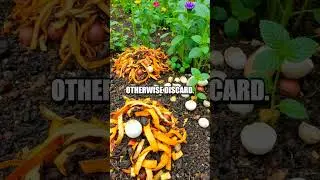 Composting: Transforming Waste into Black Gold