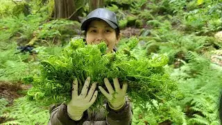 Vào Rùng Tìm Nấm Bao Tử Dê - Hái Rau Rừng Ngon Quá Chời Ngon - FiddleHead Wild Picking