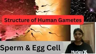 Human Sperm  and Egg Cell Structure