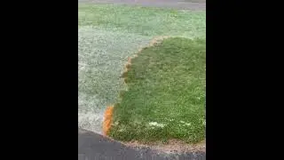 Cottonwood seeds are very flammable #shorts