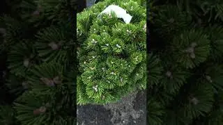 Mugo Pine 'Sherwood Compact'