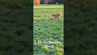Fun time. #dailydogwalks