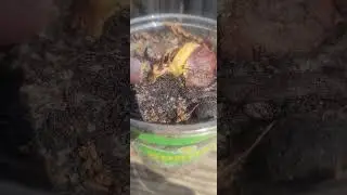 Chestnut trees when they start