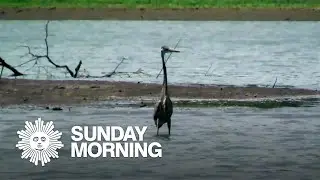 Nature: Arkansas wildlife