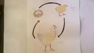 How to draw life cycle of a chicken | easy drawing |
