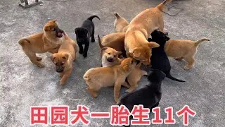 田园犬一胎生11个，突然生病全身发抖，主人连忙看医生打针吃药，孩子们回家立马跑去狗窝