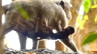 Million Pity Poor Baby Monkey CALVIN | WHY CALVIN WRONG MOTHER CASI | Newborn Babies Monkey