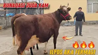 Ilyos Akani Fermasi  40 L Sutga Tayyor Ona Bola Sigirlar Ma Sha Allah 