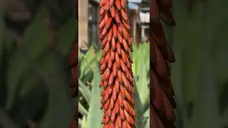 Monster bloom spike 🔥🙌 #aloe #plants #succulents