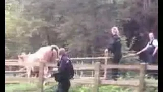 the etchinghill cow