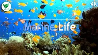 Marine Life, Amazing Underwater 4K Scenic Video and Relaxing Piano Music