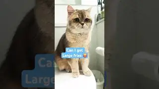 Large Fries Please🍟#catshorts #catmemes #cutecat #potato #frenchfries #shorts