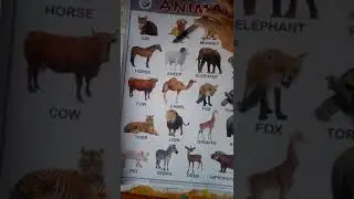 Animals Chart