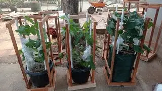 Jual Tabulampot Anggur import bisa kirim ke seluruh Indonesia 💯‼️