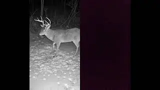#deer trying to shake his rack off shed time