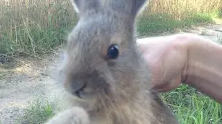 🐇 Brief tutorial on catching a rabbit