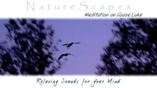 🎧 BIRD SONGS ON A QUIET POND - Relaxing Bird & Geese Sounds to Sleep, Study & Meditate