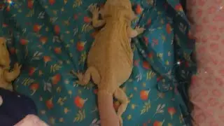 Bearded Dragon Surgery Update #iamnotavet #beardeddragon #tailrotremoval