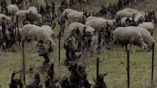 Ecopastoralisme &agrave; St Martin de la Brasque
