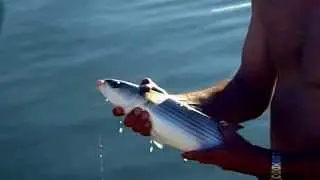 P&ecirc;che d'un joli mulet, au pain, aux cabanes de Fleury